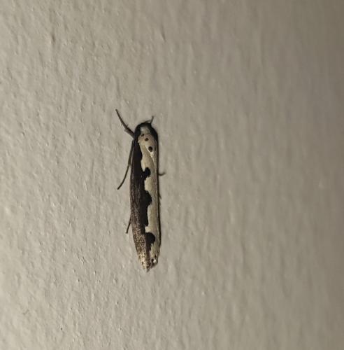 Réf. 321 756 : Ethmia bipunctella