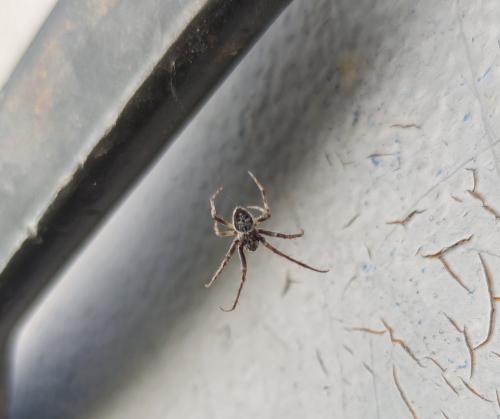 Larinioides sclopetarius