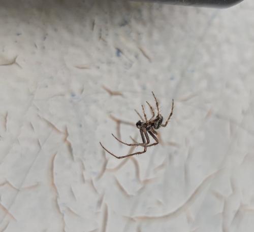 Larinioides sclopetarius