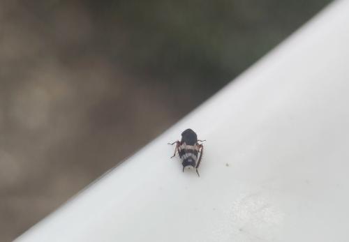 Réf. 321 783 : Anoscopus sp.