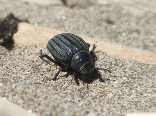 Réf. 321 998 : Pimelia muricata