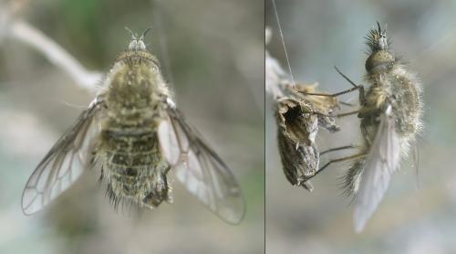 Réf. 321 159 : Conophorus griseus