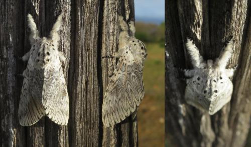 Cerura vinula
