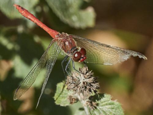 Réf. 321 103 : Sympetrum sanguineum