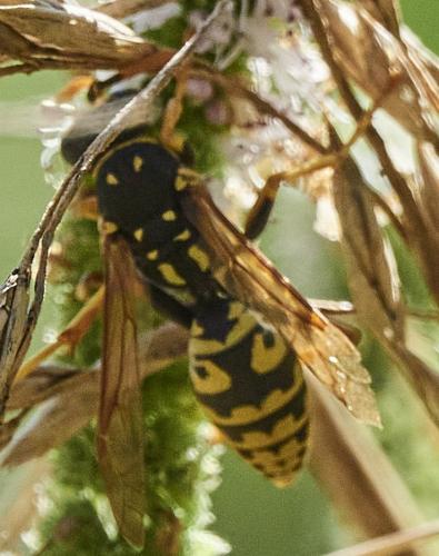 Polistes sp.