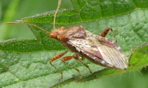 Rhopalus subrufus