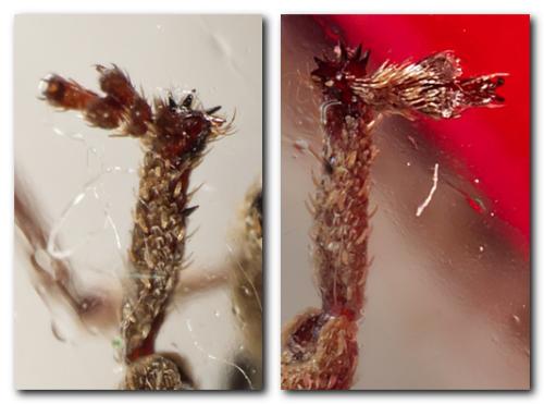 Réf. 321 311 : Romualdius sp.