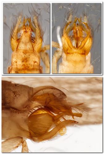 Réf. 321 466 : Tinodes assimilis