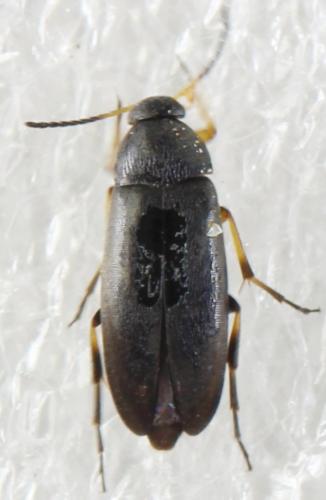 Réf. 321 564 : Anaspis sp.