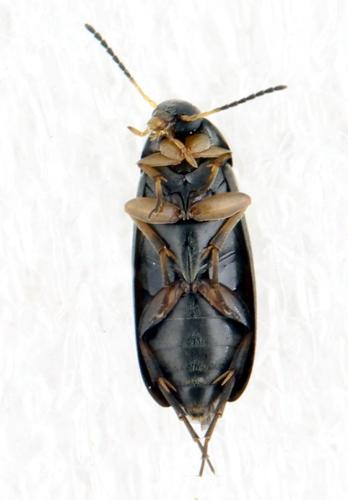 Réf. 321 590 : Anaspis sp.