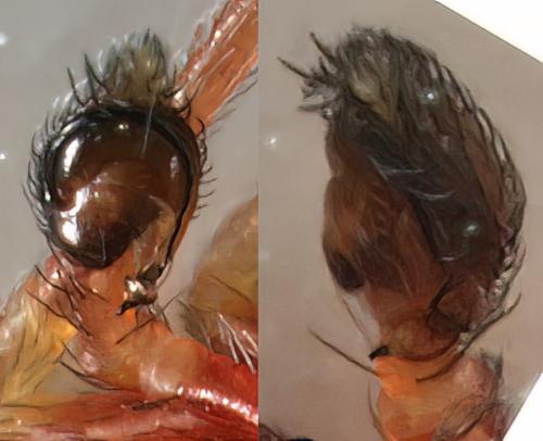 Nigma flavescens