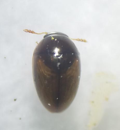 Olibrus corticalis