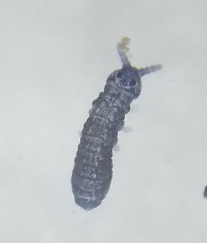Xenylla sp.