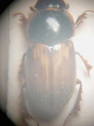 Réf. 321 136 : Melinopterus sp.