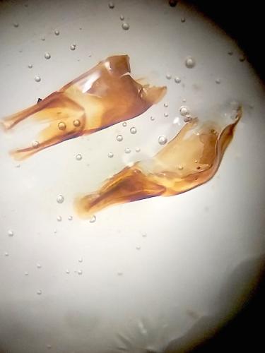 Réf. 321 135 : Melinopterus sp.