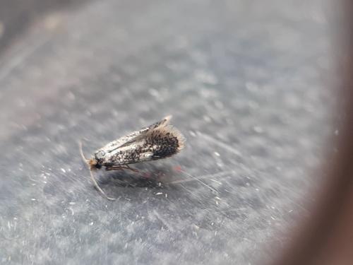 Ectoedemia sp.