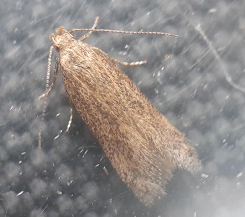 Réf. 321 286 : Scrobipalpa acuminatella