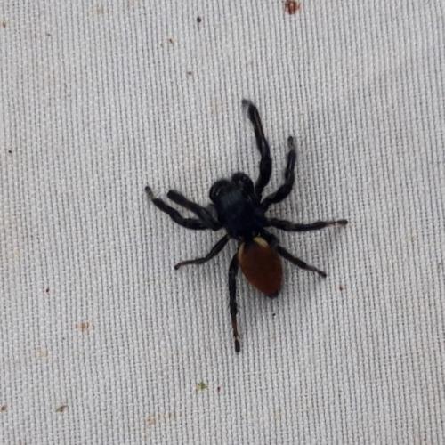 Carrhotus xanthogramma