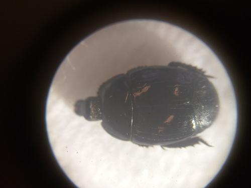 Margarinotus ignobilis