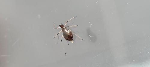 Uroleucon sp.