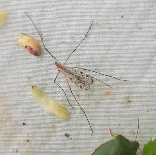 Limonia nigropunctata