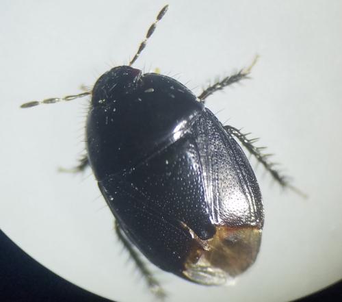 Réf. 321 636 : Geotomus punctulatus
