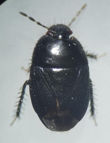 Geotomus punctulatus