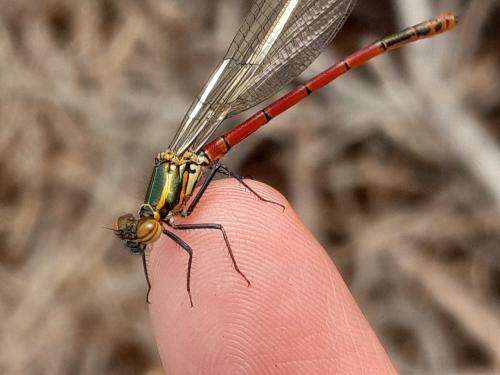 Pyrrhosoma nymphula