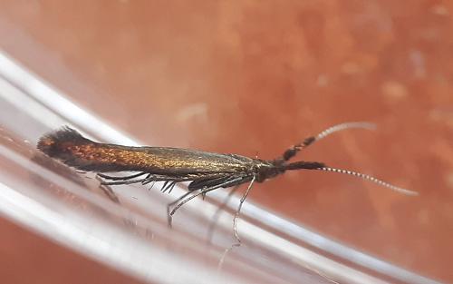 Coleophora sp.