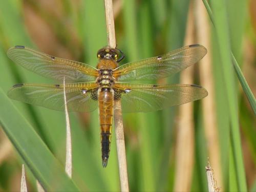 Réf. 321 750 : Libellula quadrimaculata
