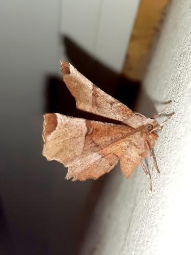 Réf. 321 751 : Selenia lunularia