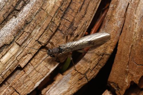 Nemoura cinerea