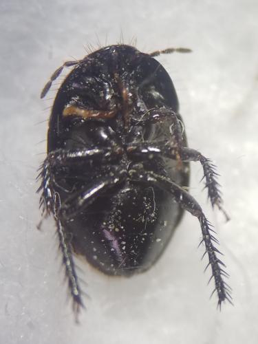 Geotomus punctulatus