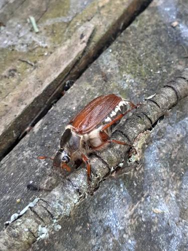 Melolontha melolontha
