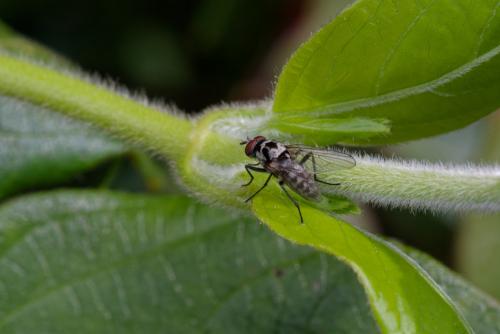 Réf. 321 224 : Anthomyia procellaris
