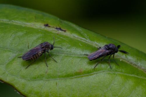 Dasyhelea sp.