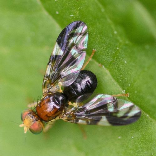 Réf. 321 475 : Euleia heraclei