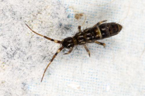 Orchesella cincta