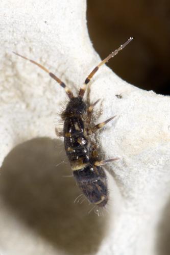 Réf. 321 758 : Orchesella cincta