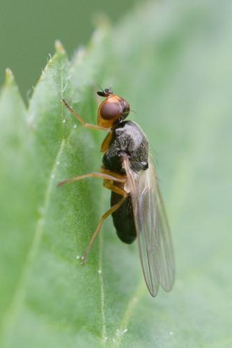Chamaepsila sp.