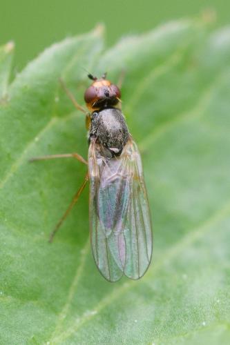 Chamaepsila sp.