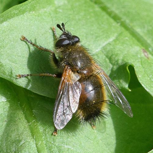 Réf. 321 640 : Tachina lurida
