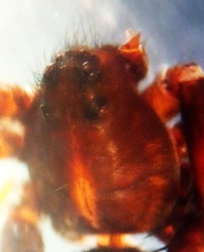 Pardosa tenuipes