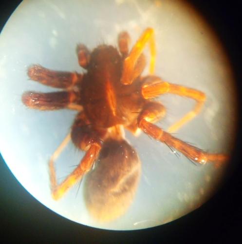 Réf. 321 560 : Pardosa tenuipes