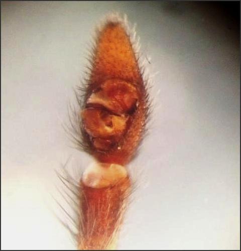 Pardosa tenuipes