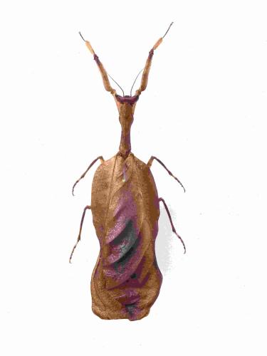 Réf. 321 417 : Acanthops fuscifolia