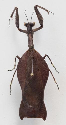 Metacanthops amazonica