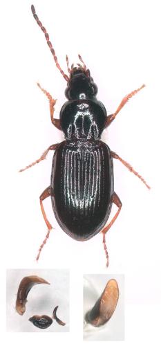 Réf. 321 177 : Pterostichus strenuus