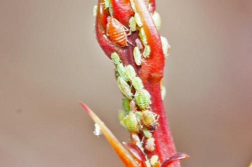 Liosomaphis berberidis