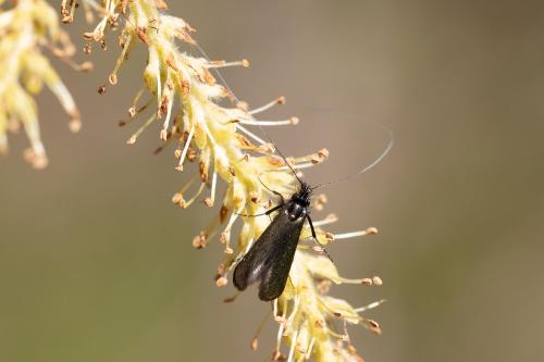 Réf. 321 340 : Adela cuprella